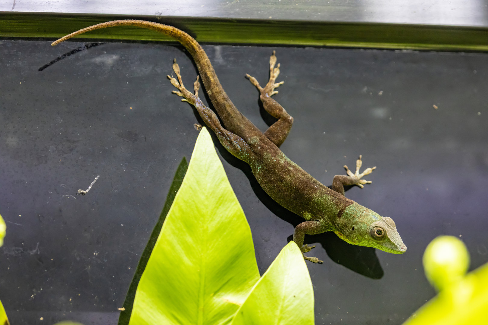 Graham's Anole (Anolis grahami)