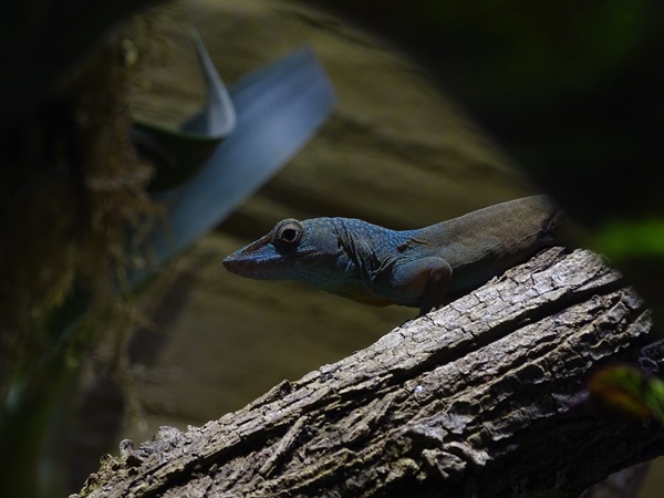 Graham's anole (Anolis grahami)