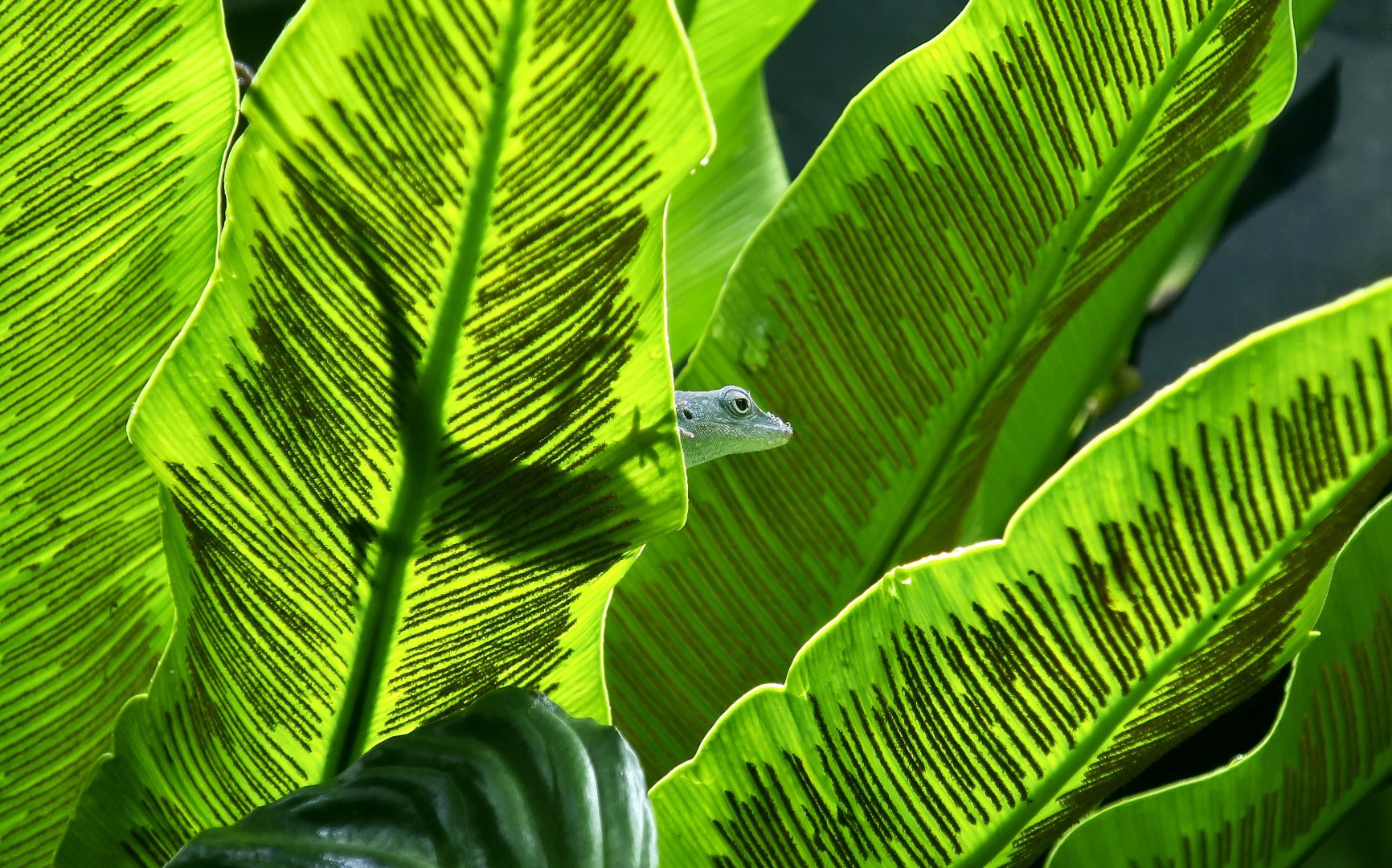 Graham's Anole (Anolis grahami)