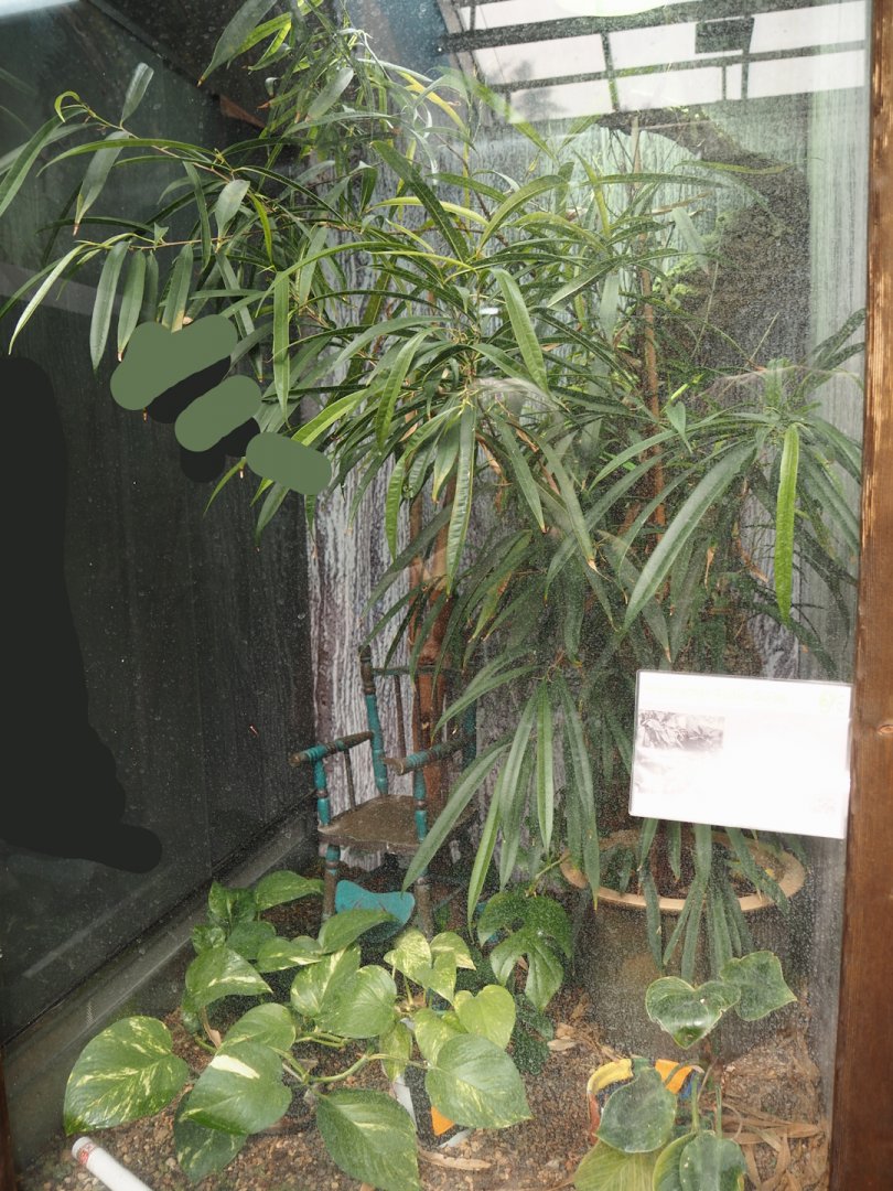 Graham's anole terrarium, 2024-06-08