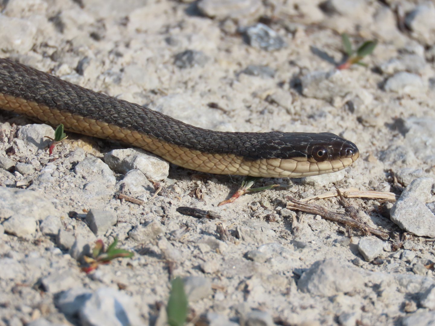 Graham’s Crawfish Snake (Regina grahamii)