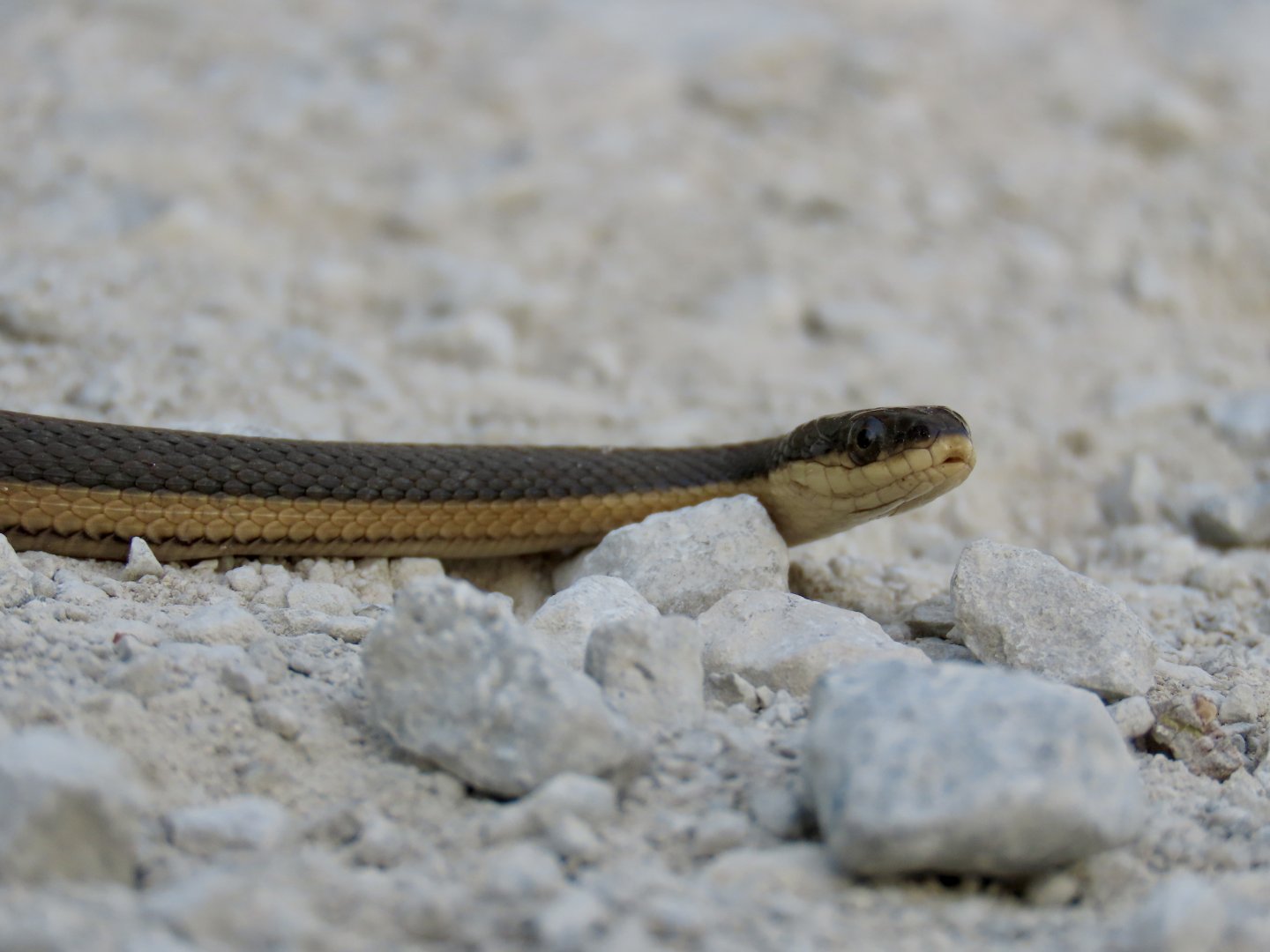 Graham’s Crawfish Snake (Regina grahamii)