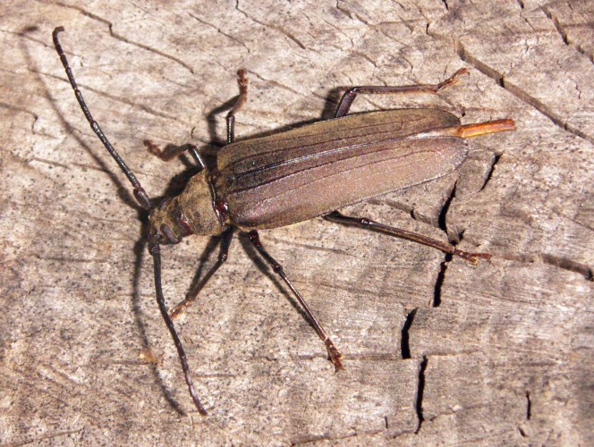 Grain Support Beetle (Aegosoma scabricorne)