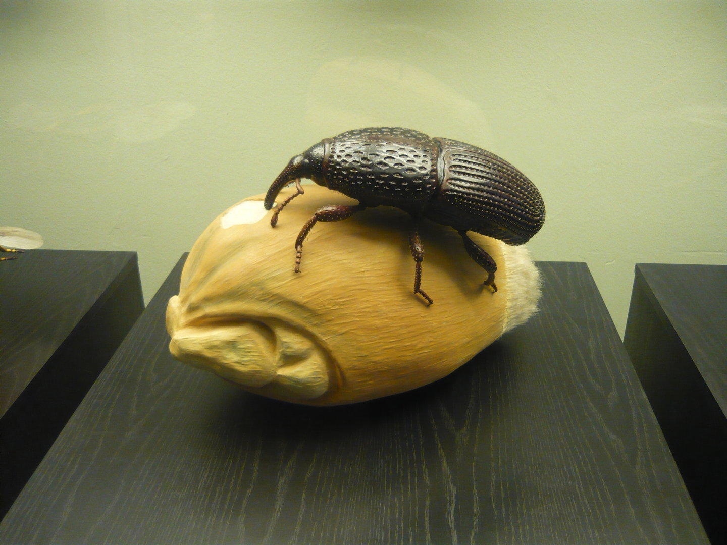 Grain weevil model