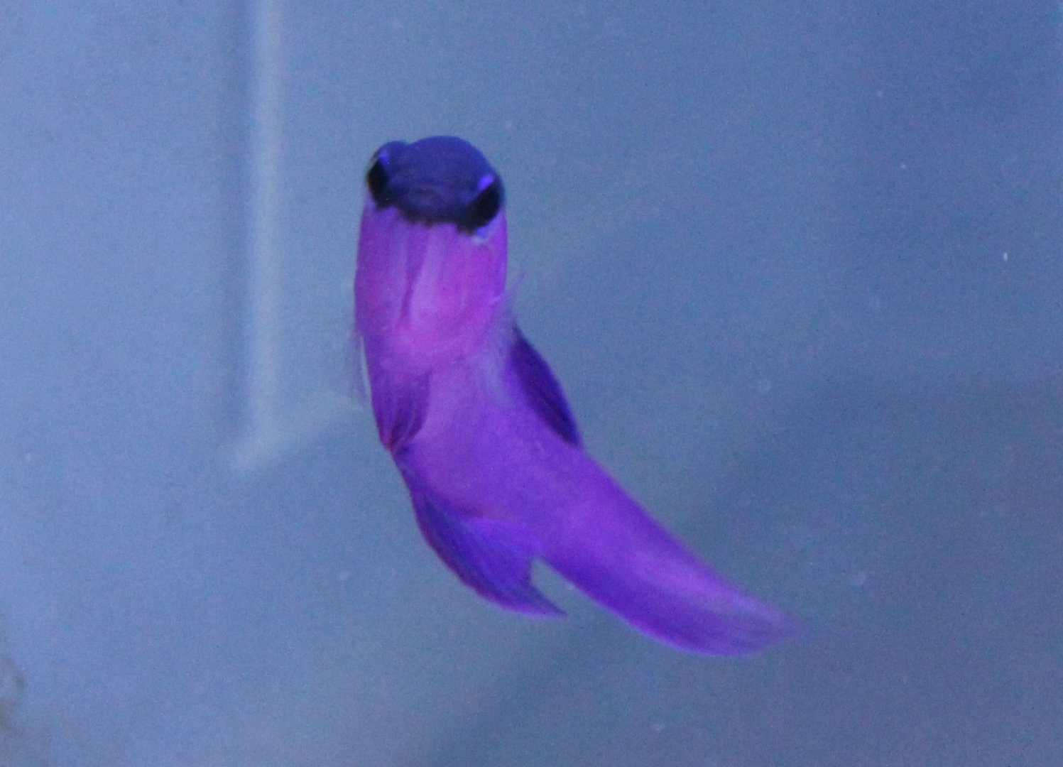 Gramma melacara - Blackcap basslet