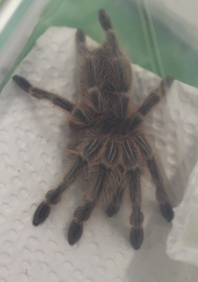 Grammostola cala