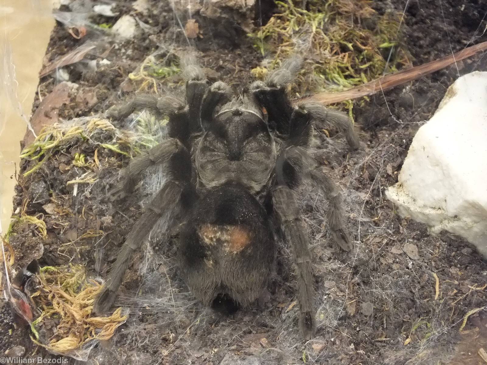 Grammostola pulchra - 'The Fascinating World of Spiders and Scorpions' Exhi