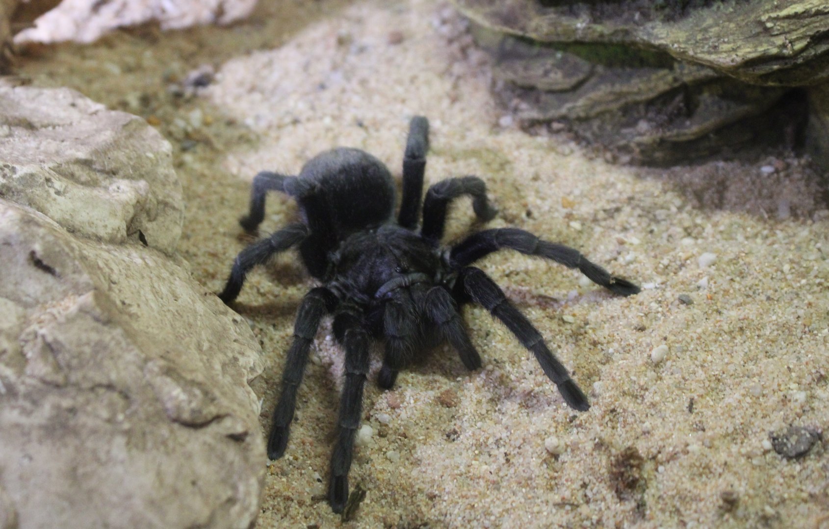 Grammostola pulchra