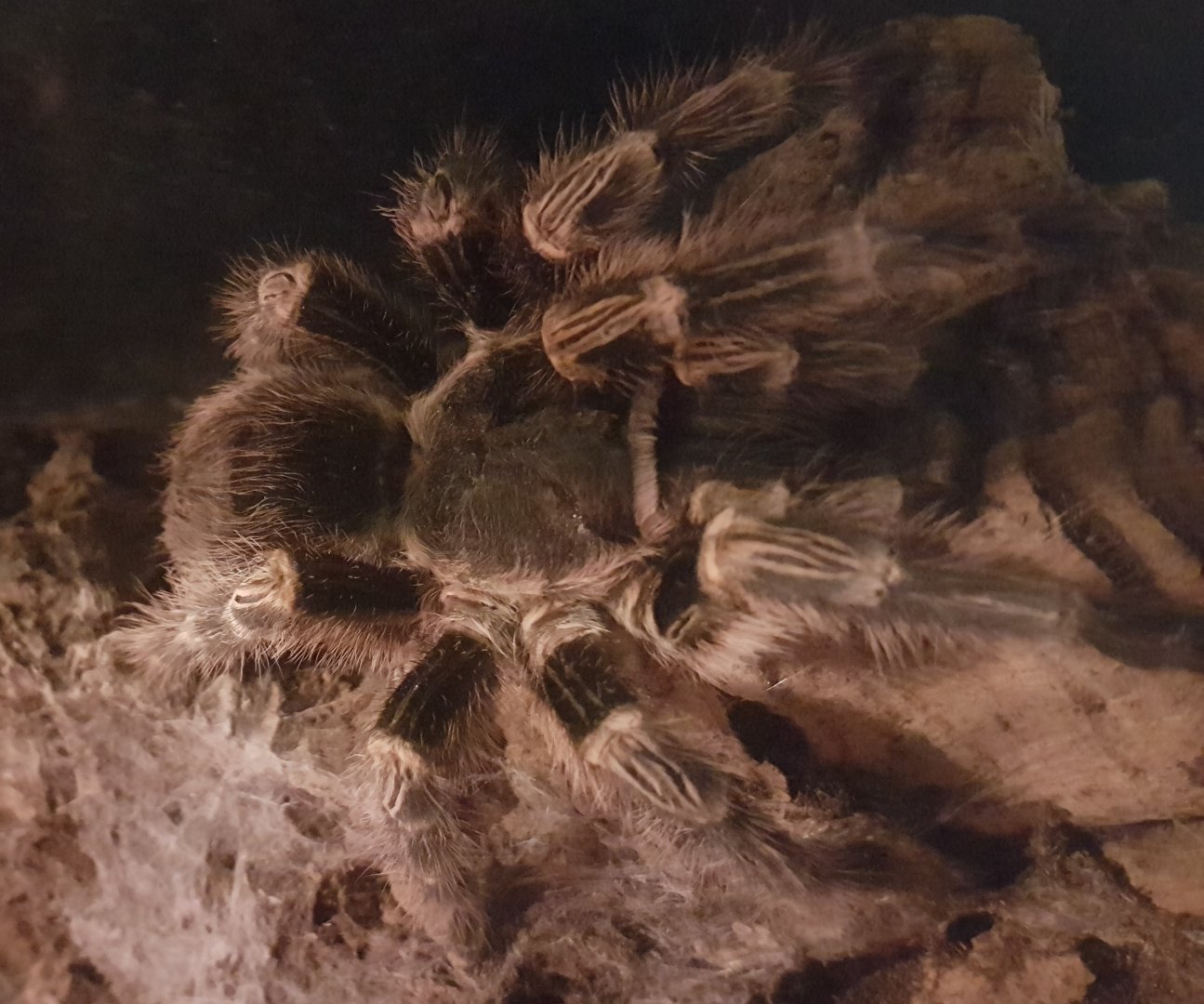 Grammostola pulchripes