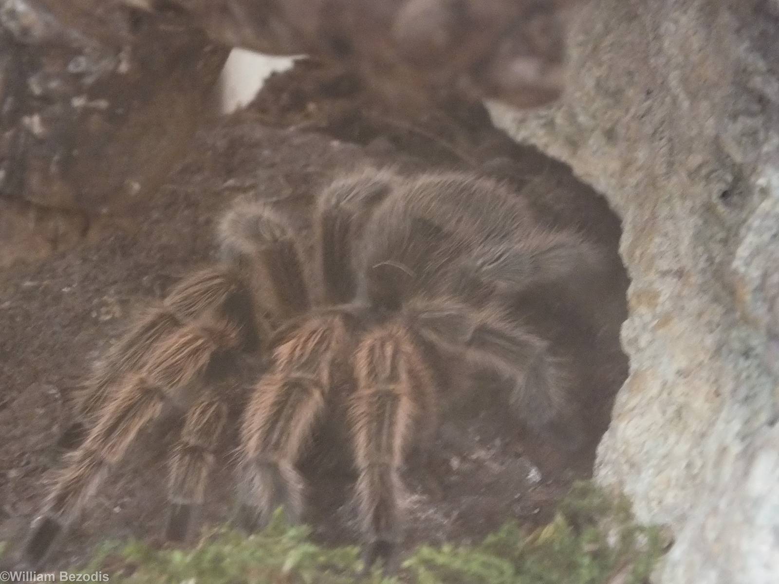 Grammostola rosea - 'The Fascinating World of Spiders and Scorpions' Exhibi