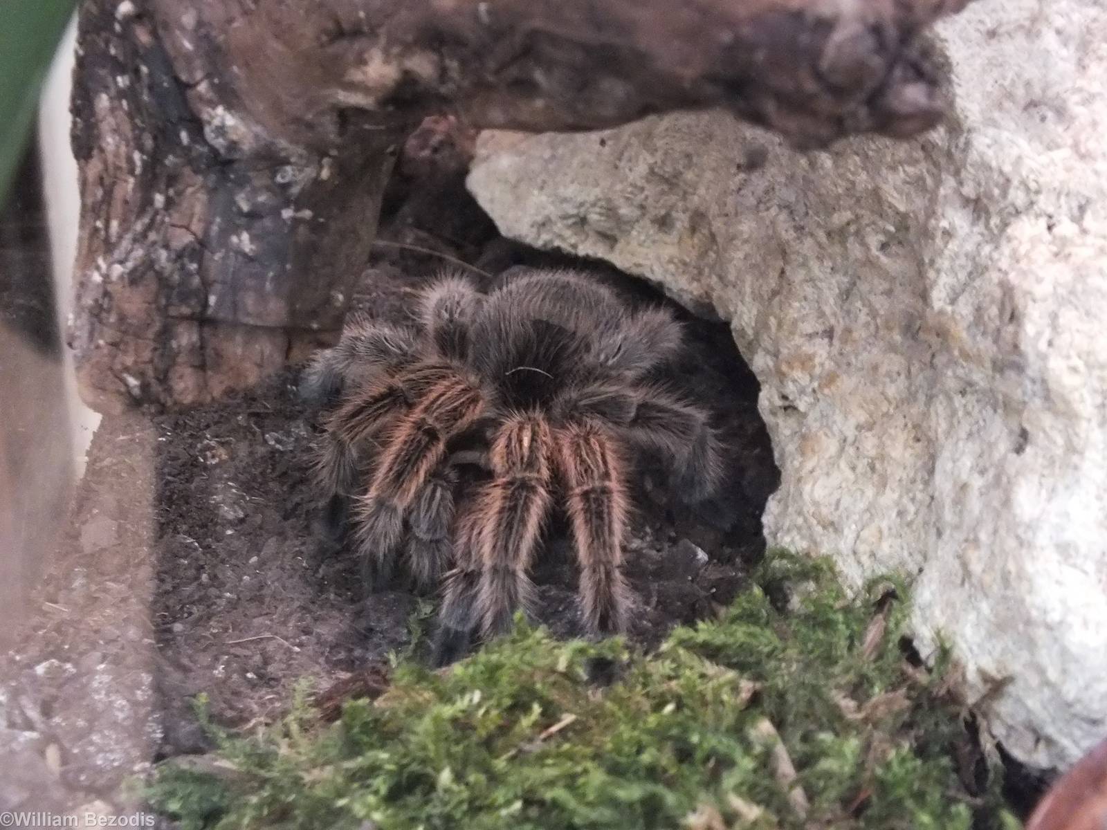 Grammostola rosea - 'The Fascinating World of Spiders and Scorpions' Exhibi