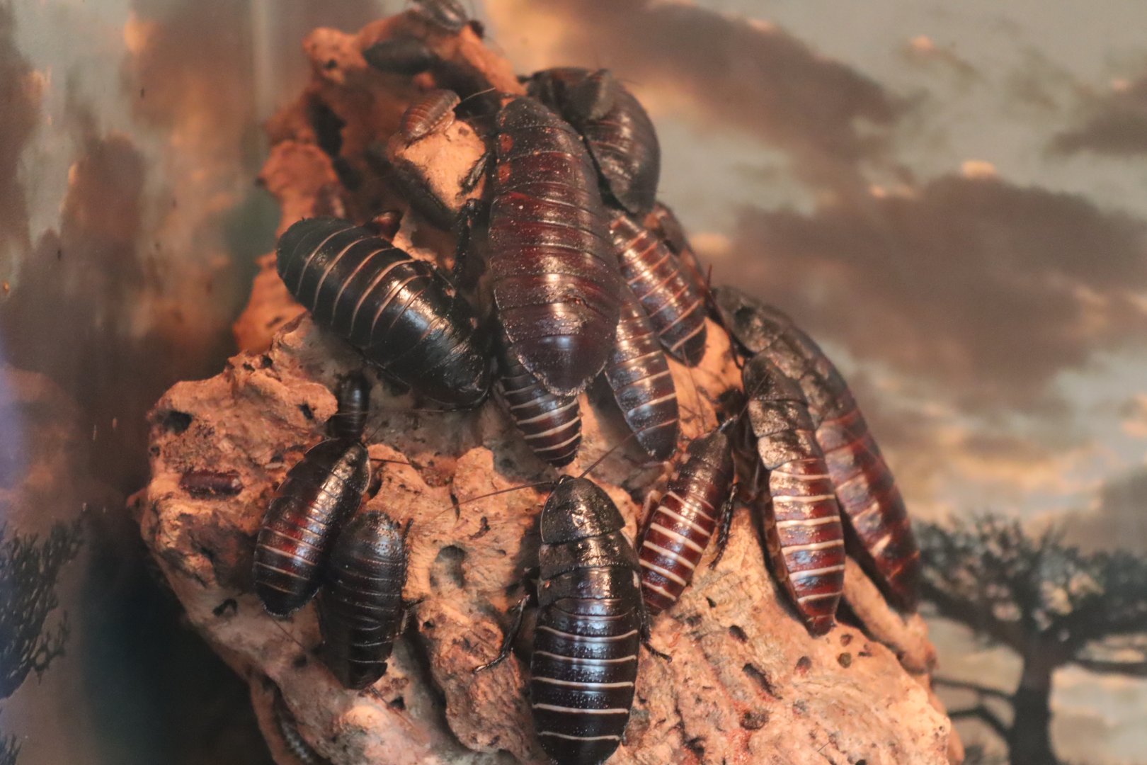 Gramphadorhina oblongonota