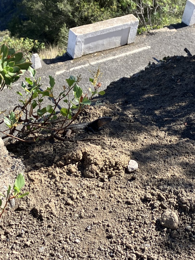 Gran Canaria giant lizard 2/3/24