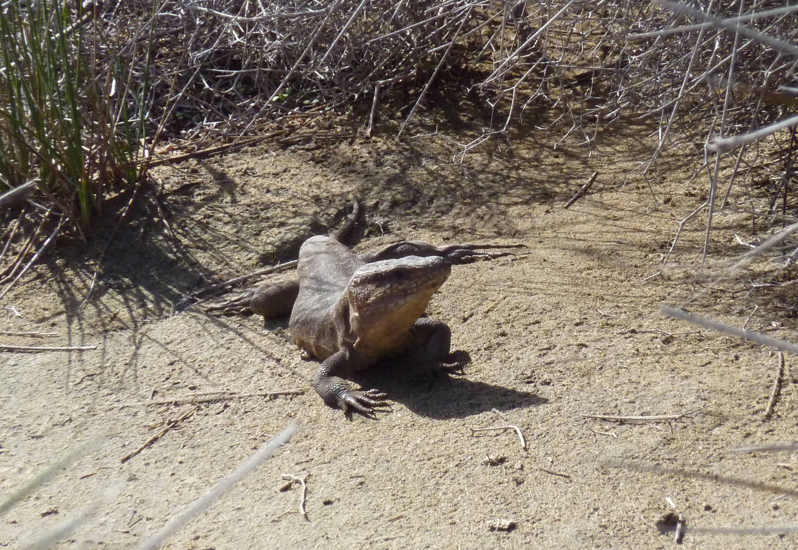 Gran Canaria Giant Lizard (Gallotia stehlini)