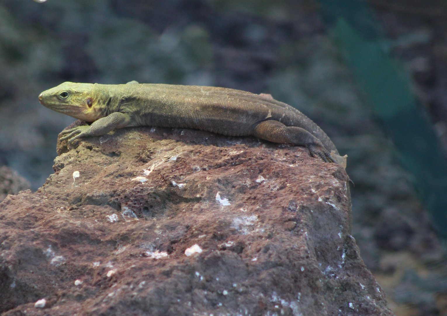 Gran Canaria giant lizard - Gallotia stehlinii