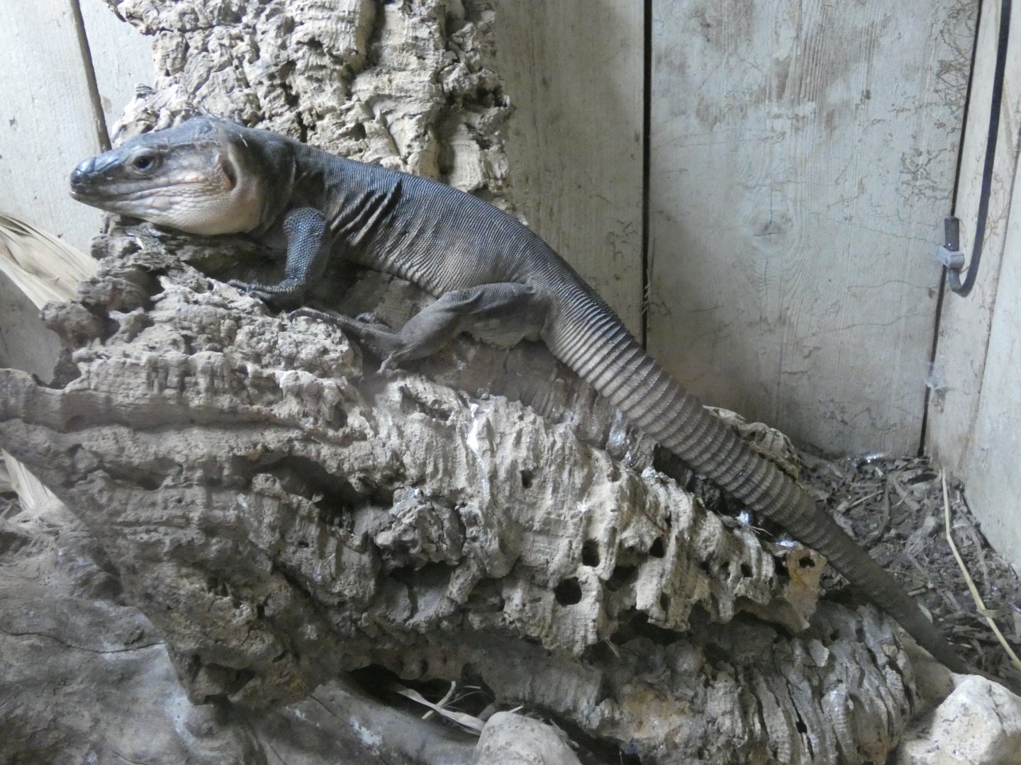 Gran Canaria giant lizard