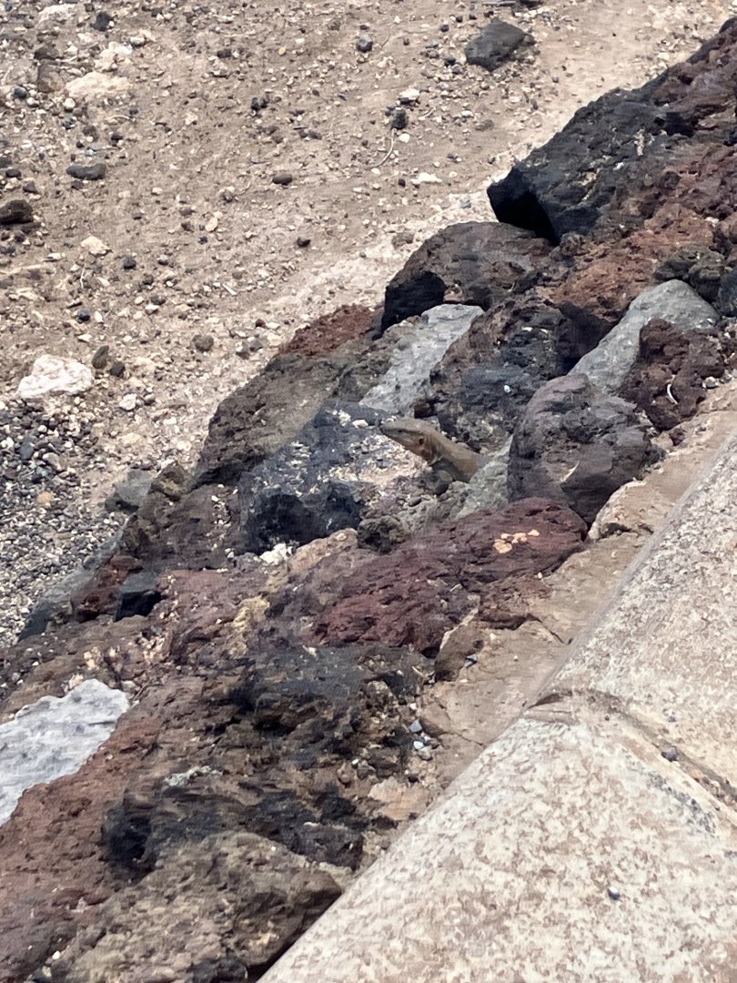 Gran Canaria giant lizard