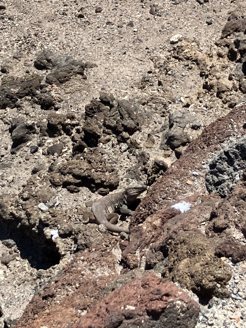 Gran Canaria giant lizard