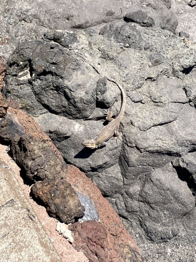 Gran Canaria giant lizard