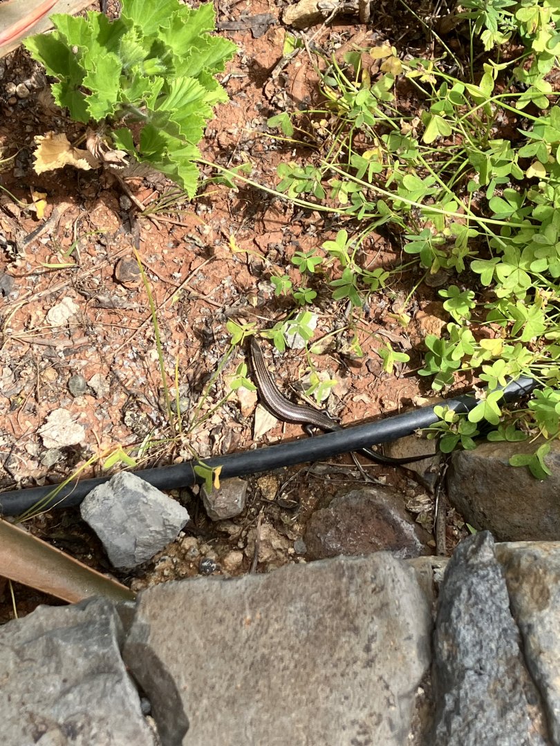 Gran Canaria skink