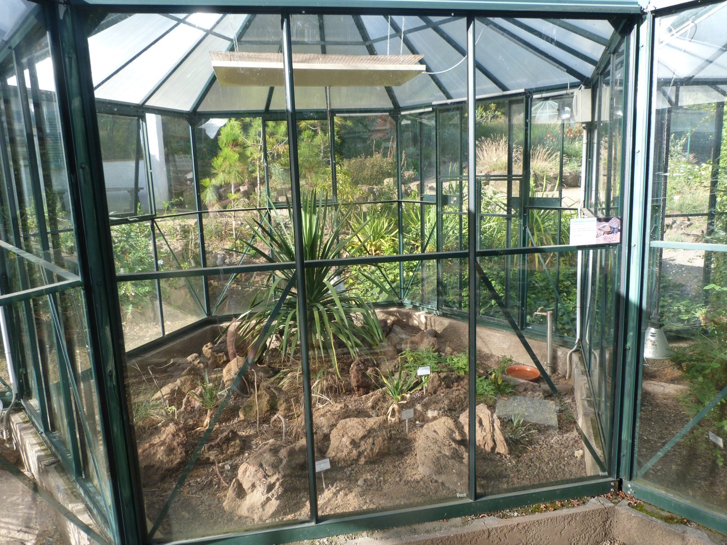 Gran Canarian giant lizard exhibit -Zoo Plzeň (2025)