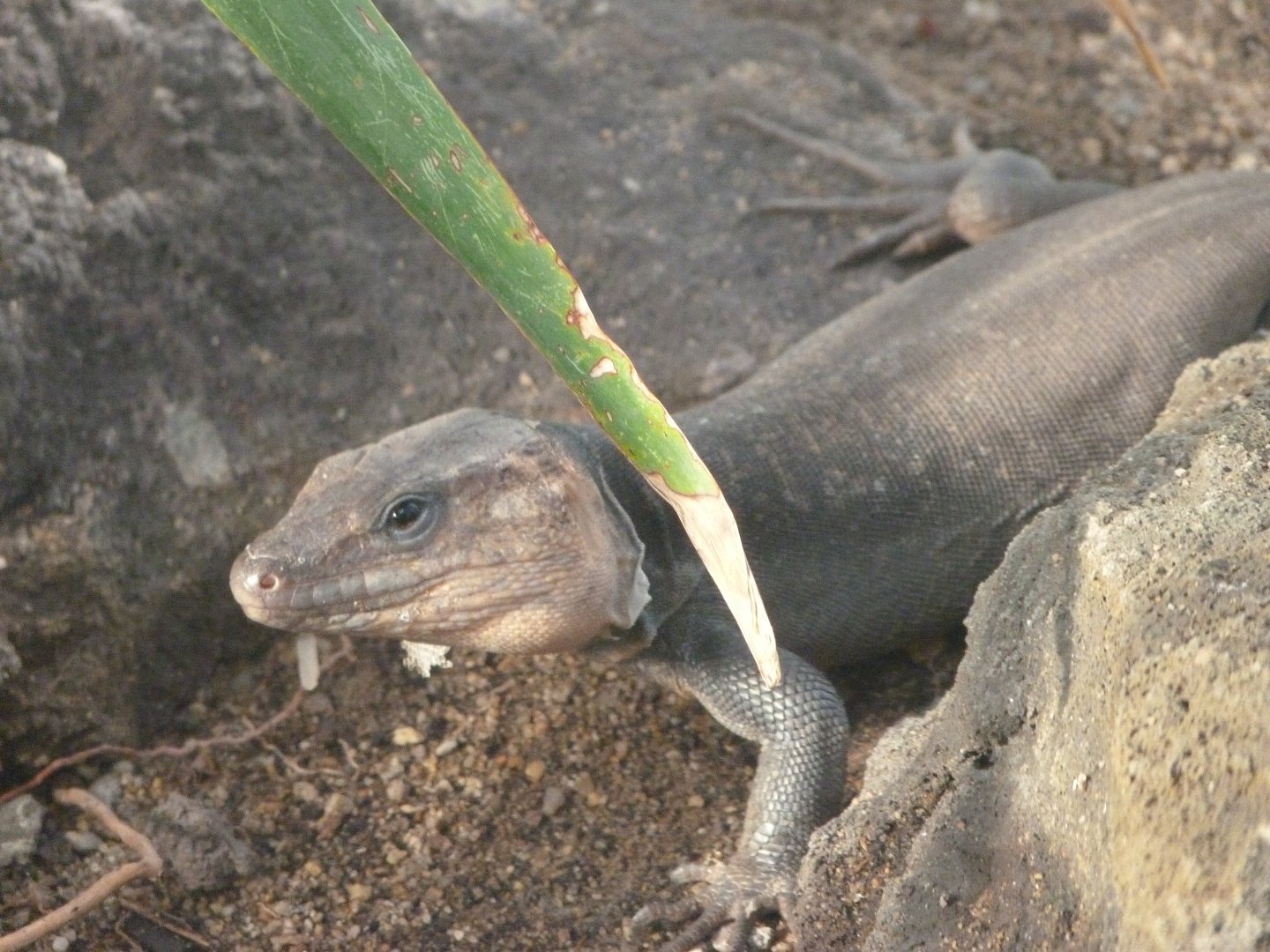 Gran Canarian giant lizard -Zoo Plzeň (2025)
