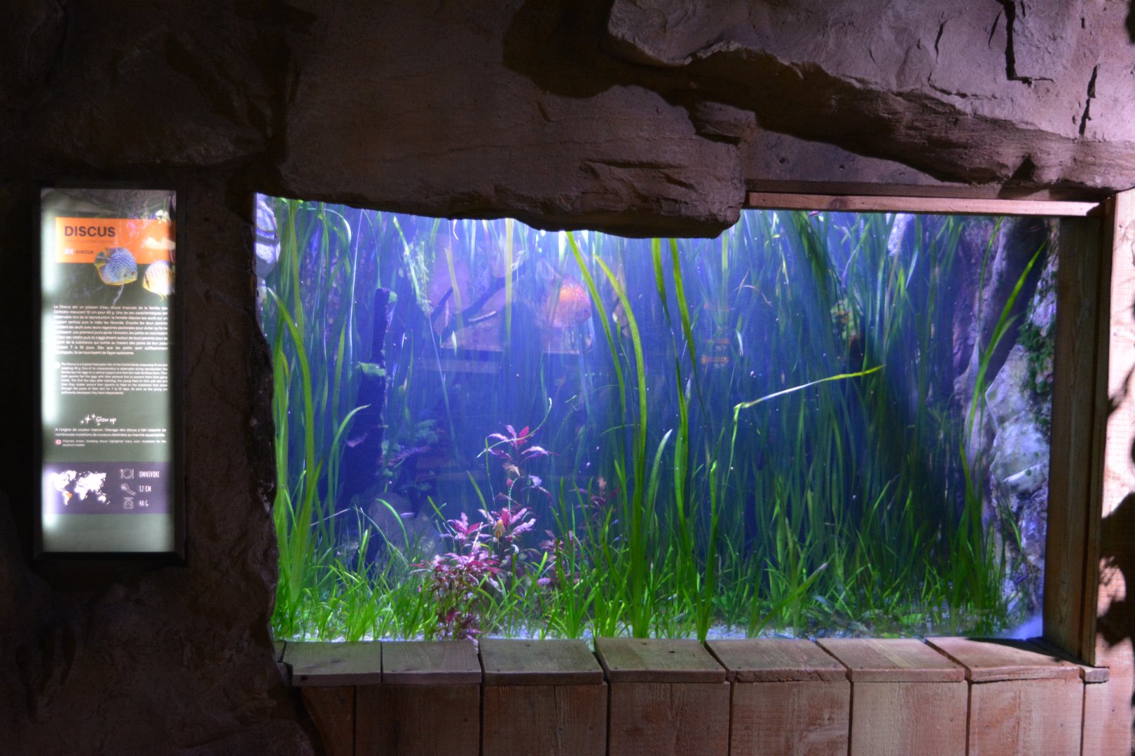 Grand Aquarium de Tourainne - Aquarium for Amazonas species