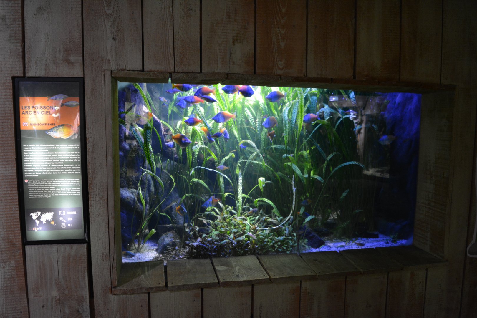 Grand Aquarium de Tourainne - Aquarium for australian rainbow fishes