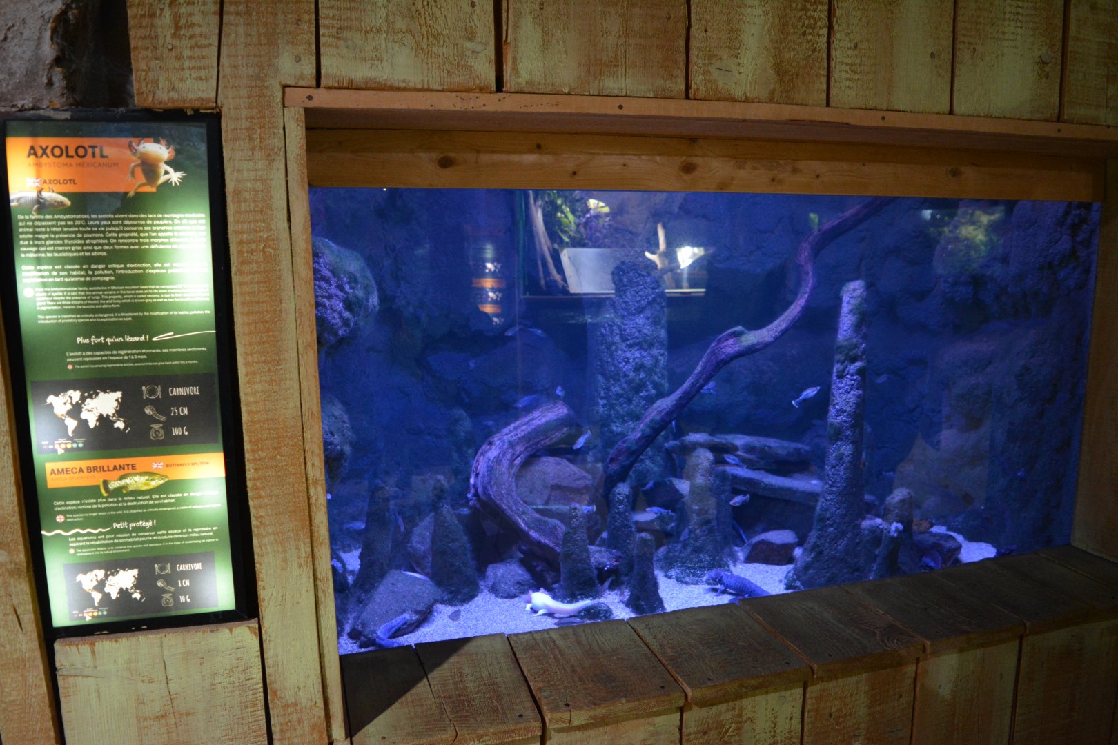 Grand Aquarium de Tourainne - Aquarium for axolotl and amecas