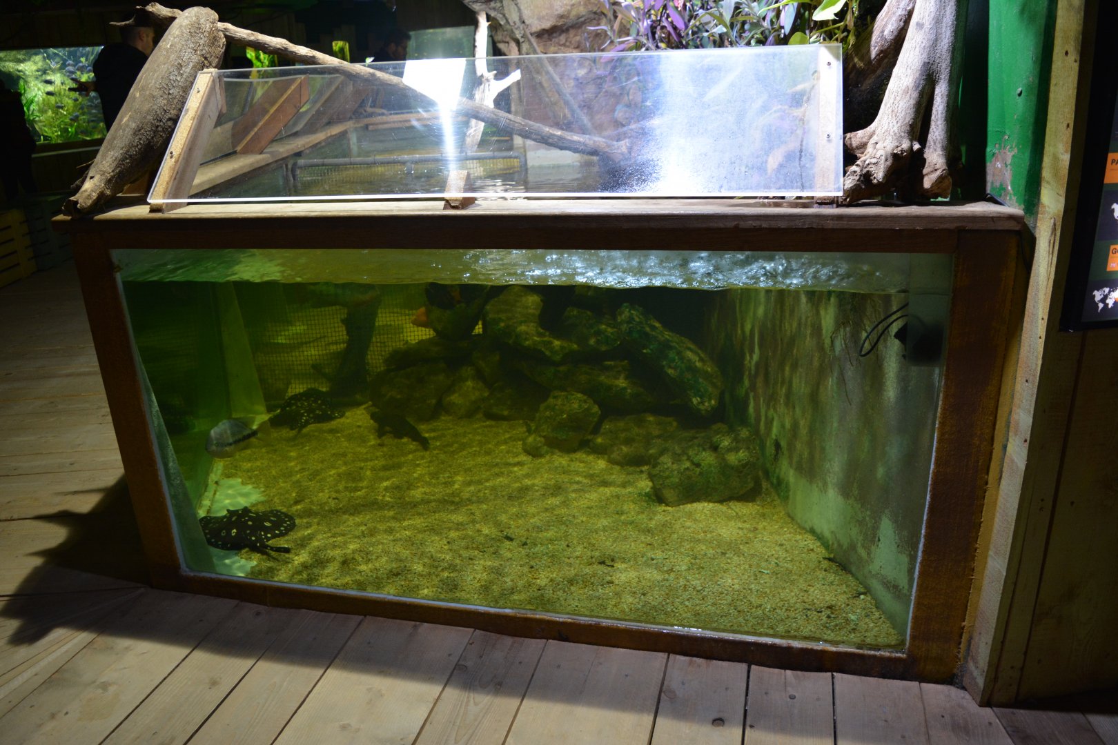 Grand Aquarium de Tourainne - Aquarium for freshwater stingrays and cichlids