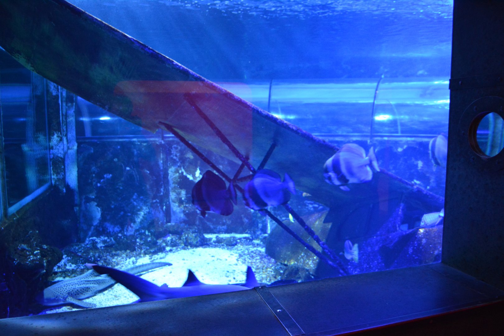 Grand Aquarium de Tourainne - Aquarium for sharks and other species