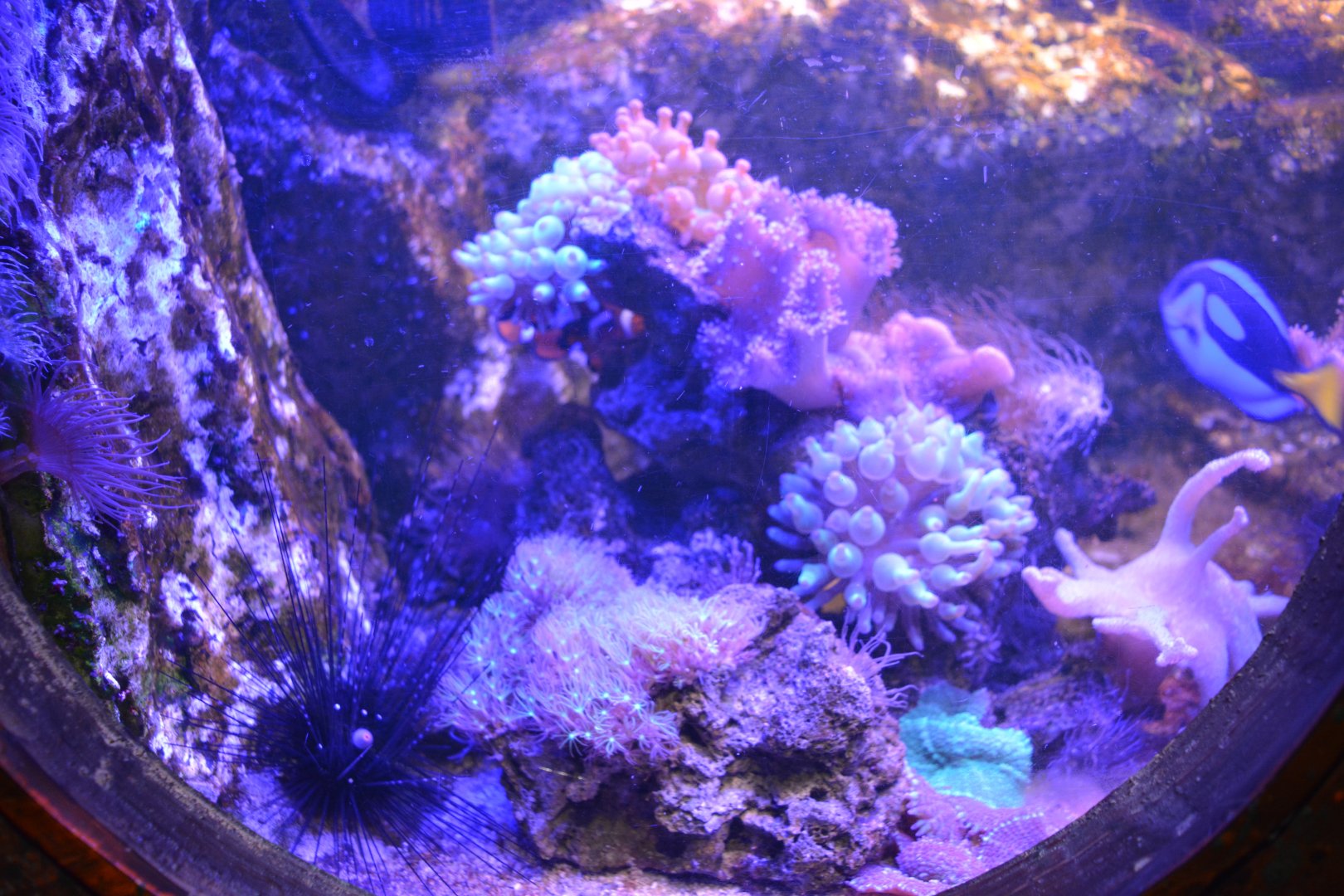 Grand Aquarium de Tourainne - Aquarium for tropical sea species