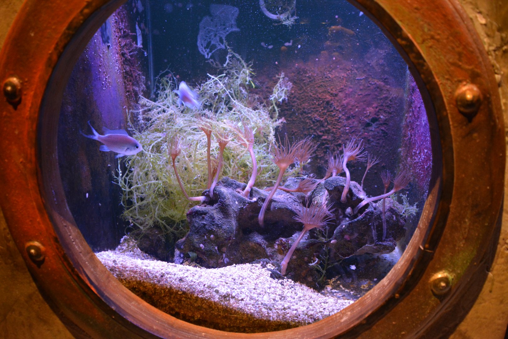 Grand Aquarium de Tourainne - Aquarium for tropical sea species