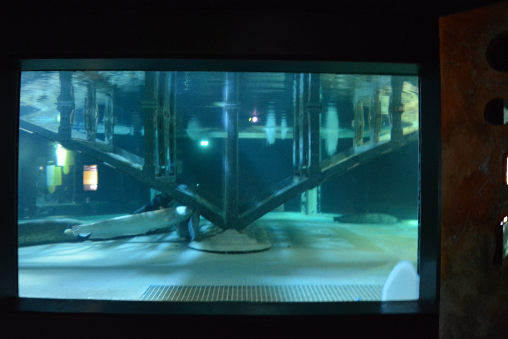 Grand Aquarium de Tourainne - Aquarium for Wells Catfishes