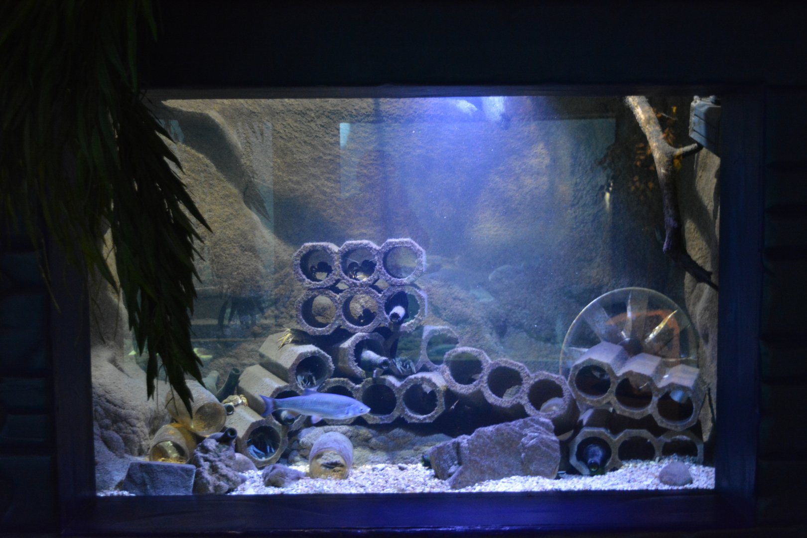 Grand Aquarium de Tourainne - Invasive crustaceans aquarium