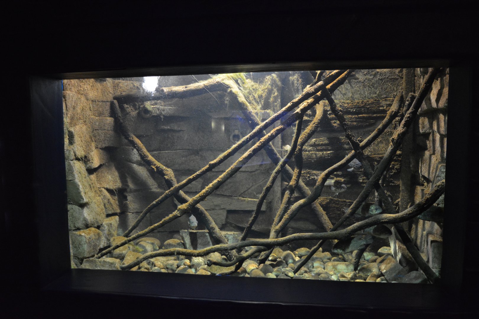 Grand Aquarium de Tourainne - Invasive species aquarium