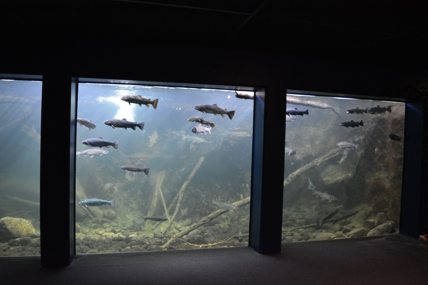 Grand Aquarium de Tourainne - Loire River Aquarium