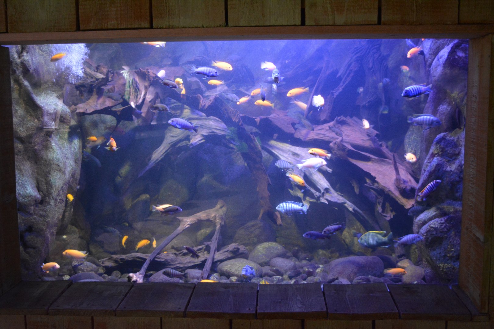 Grand Aquarium de Tourainne - Malawi Lake Cichlids