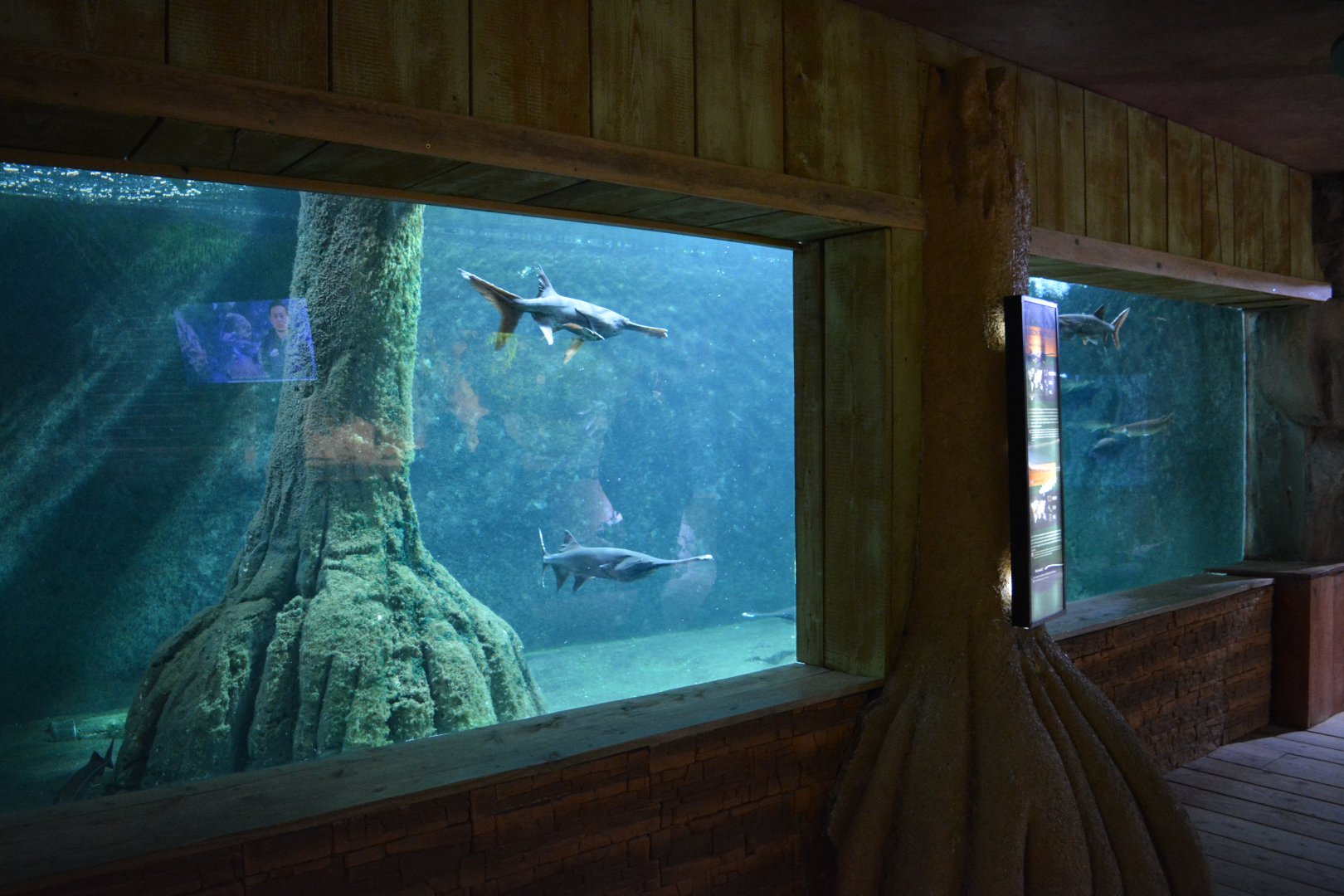 Grand Aquarium de Tourainne - Mississippi spoonfish and other south american species