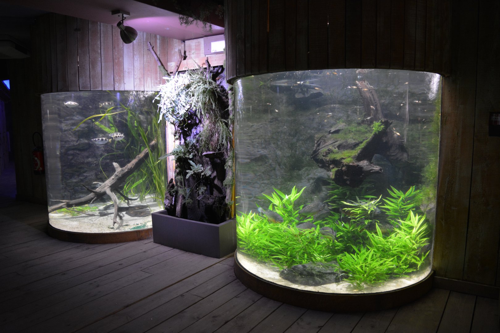 Grand Aquarium de Tourainne - Tropical freshwater fishes aquariums