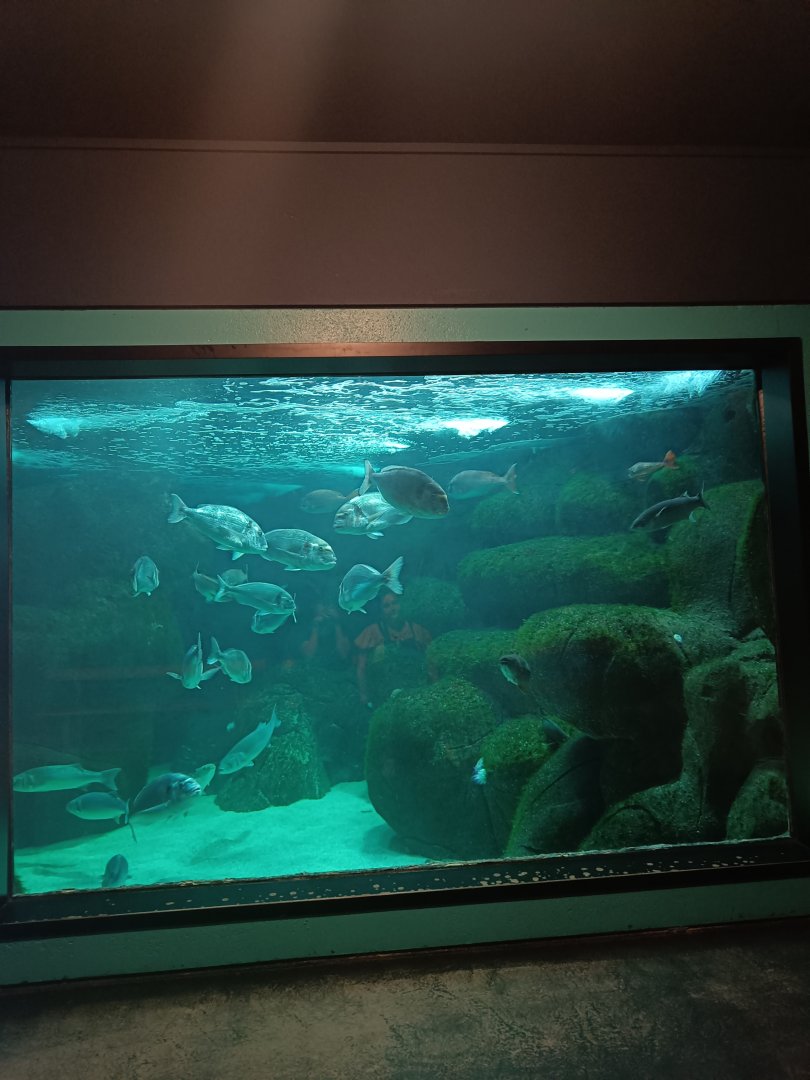 Grand Basin - Marinarium de Concarneau