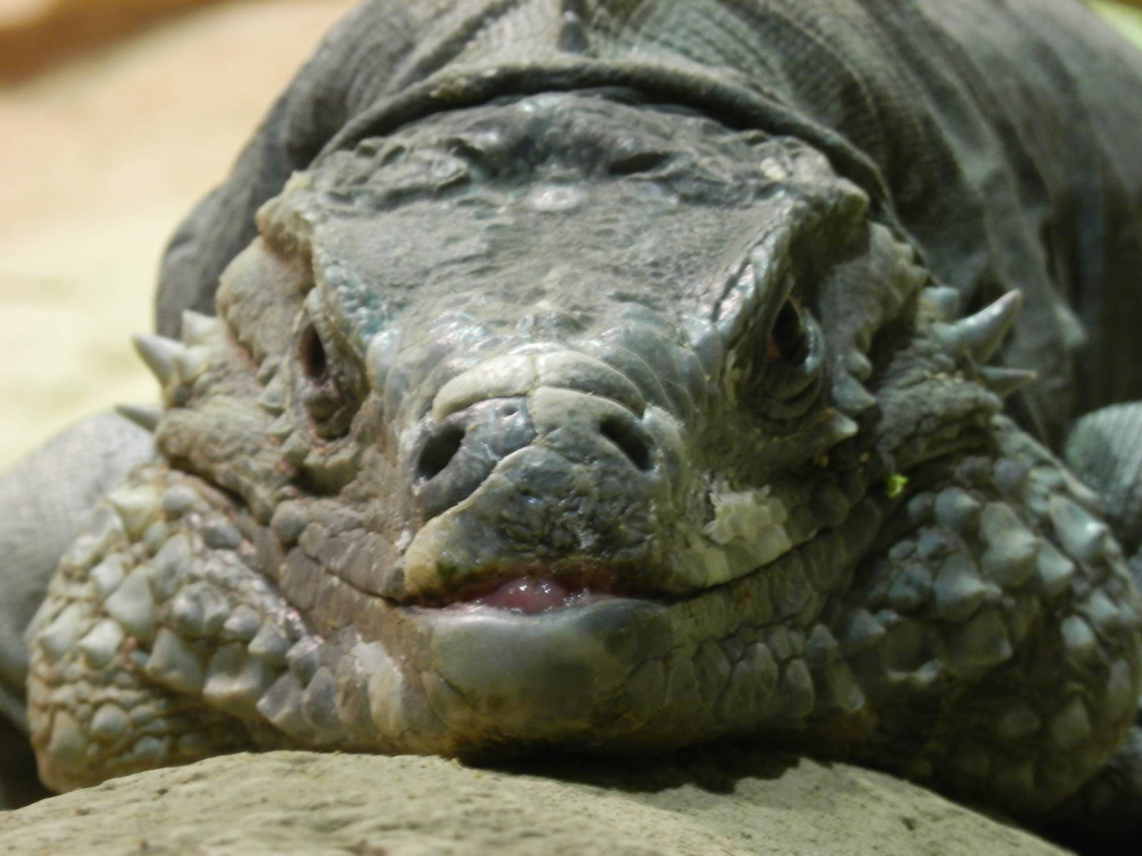 Grand Camen Iguana getting annoyed by me and my camera