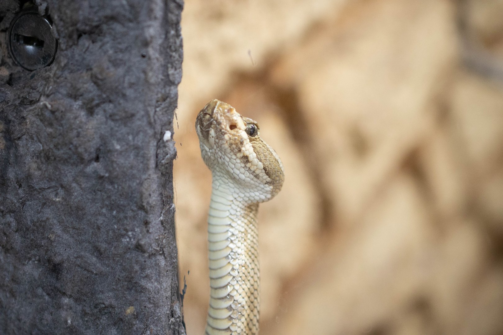 Grand Canyon Rattlesnake- Crotalus oreganus abyssus