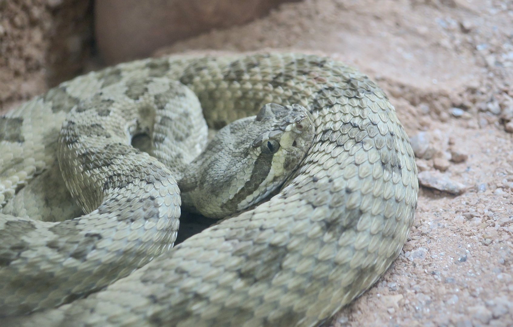 Grand Canyon Rattlesnake (Crotalus oreganus abyssus)