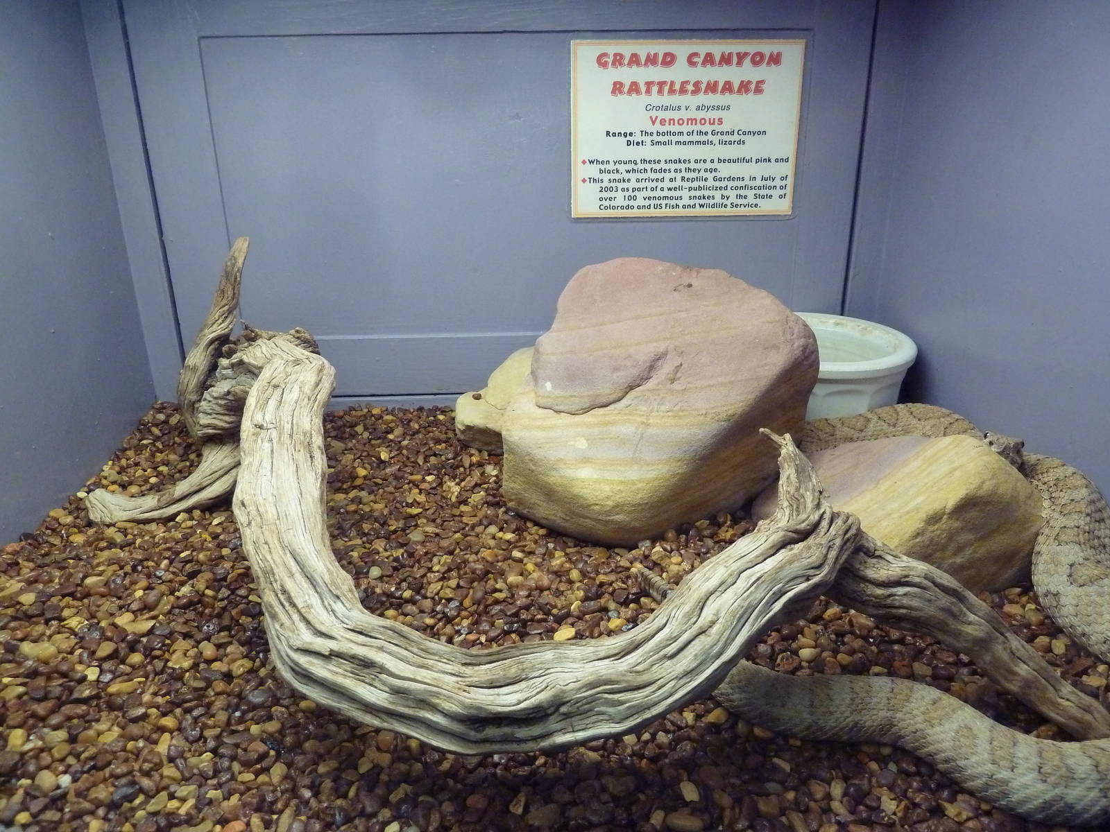 Grand Canyon Rattlesnake Exhibit