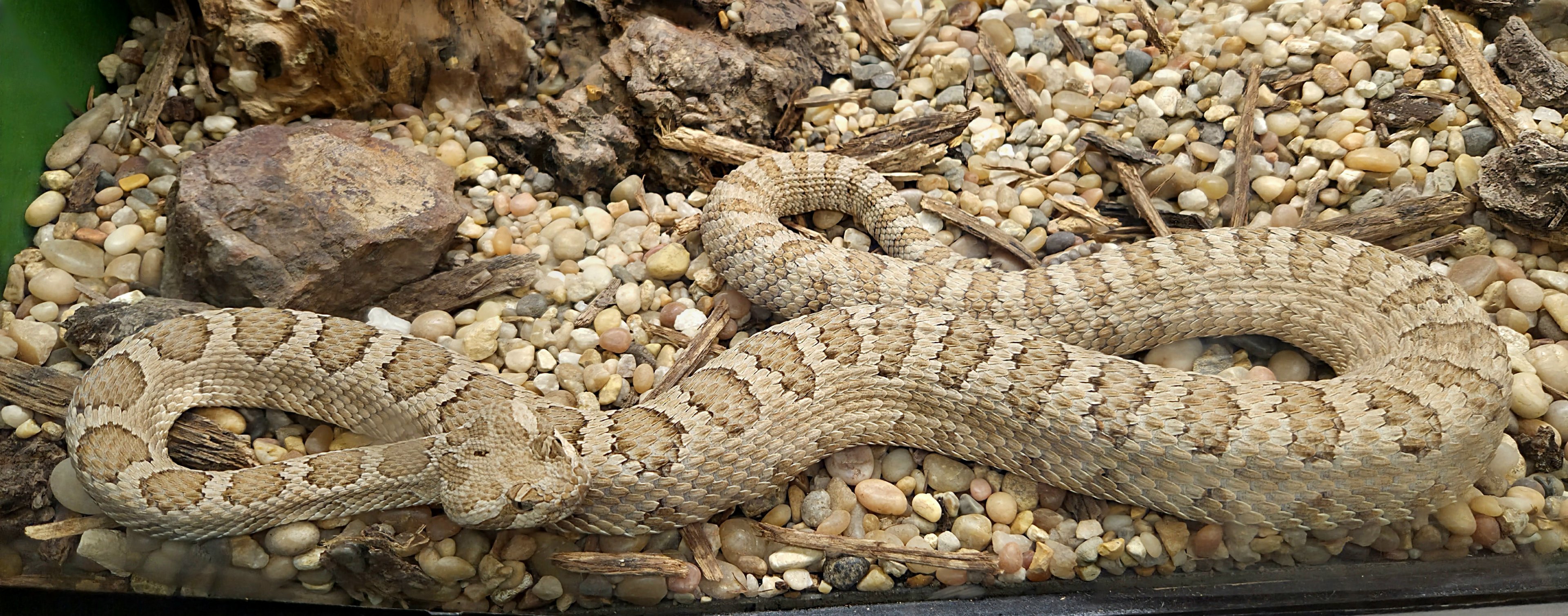 Grand Canyon Rattlesnake - July 2025