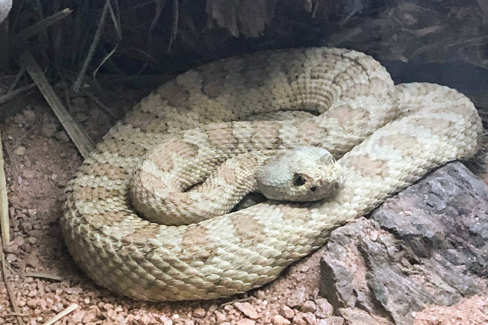 Grand Canyon Rattlesnake