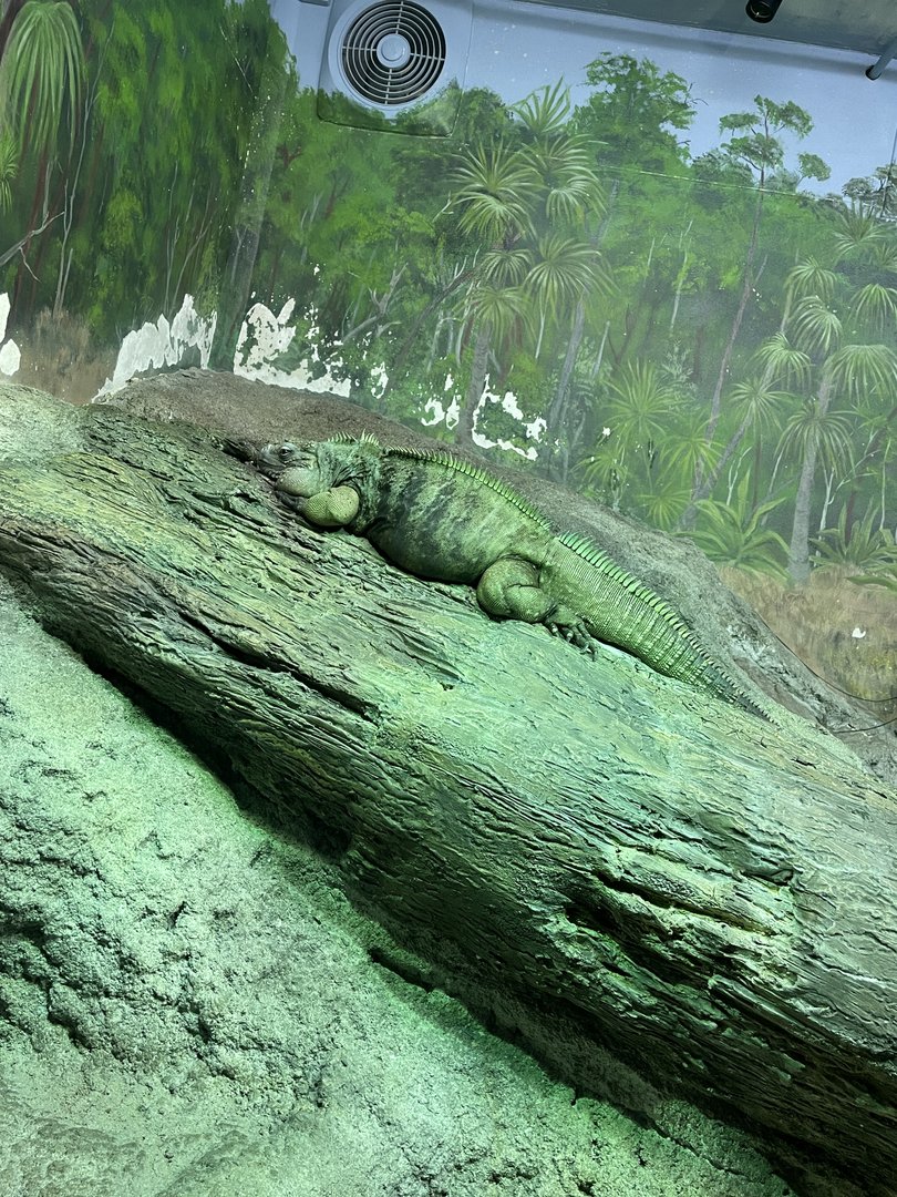 Grand Cayman Blue Iguana (5/23/22)