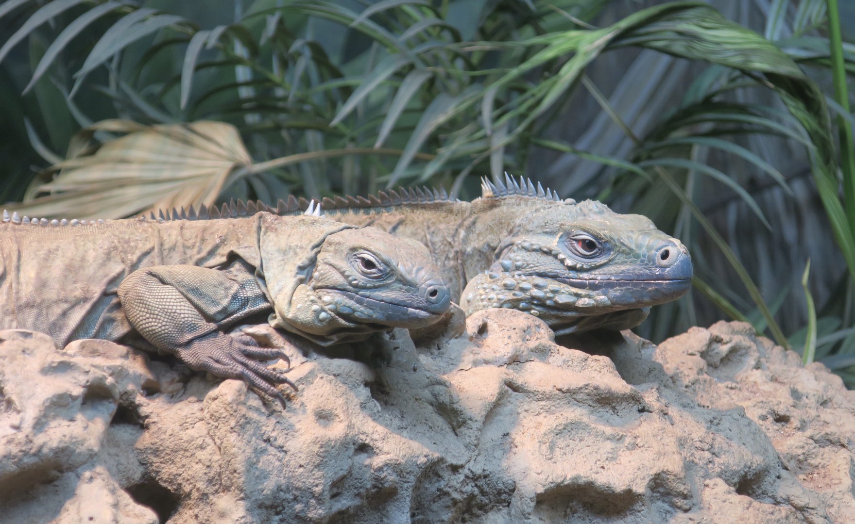 Grand Cayman Blue Iguana (Cyclura lewisi) pair