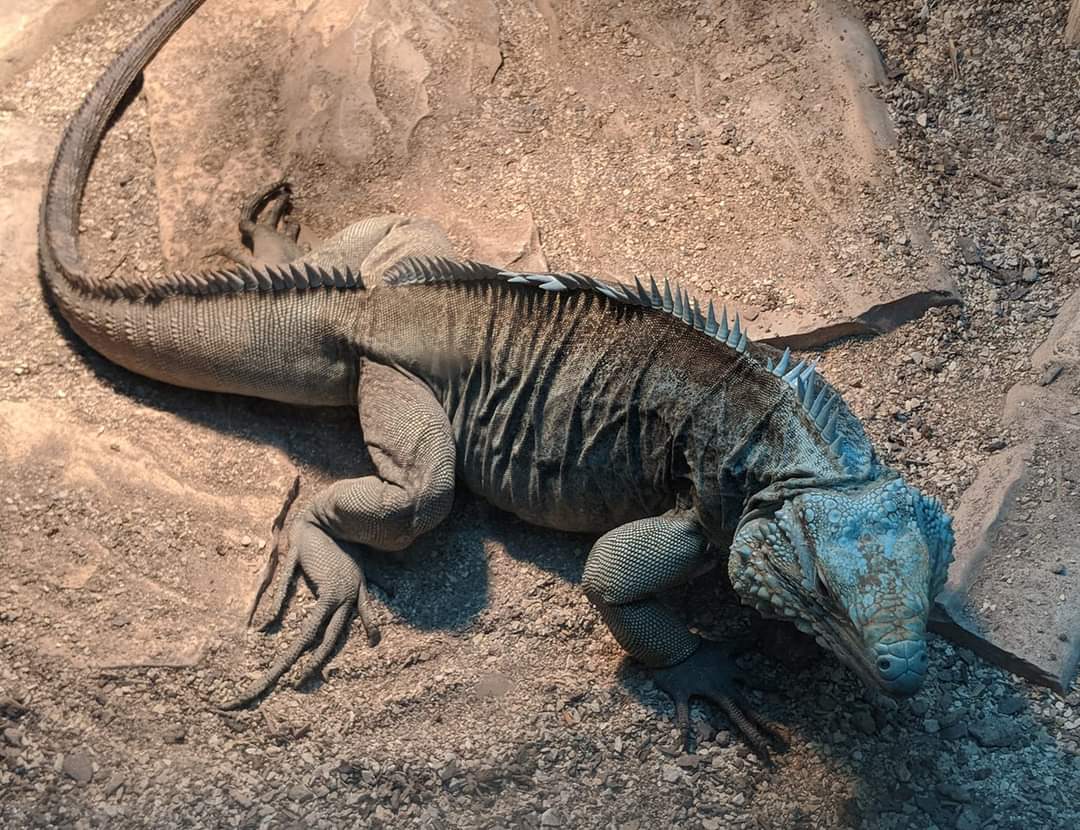 Grand Cayman blue iguana (Cyclura lewisi)